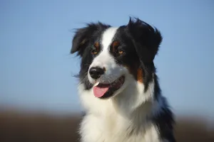 Australian Shepherd, bitch, black-tri