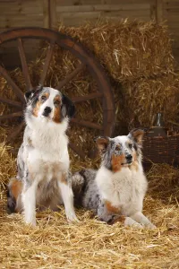 Australian Shepherd, bitches, blue-merle