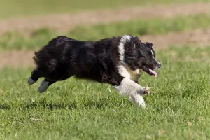 Australian Shepherd, black-bi, running