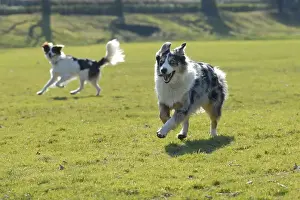 Australian Shepherd, blue-merle