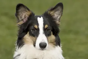 Australian Shepherd Dog
