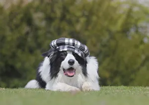 Australian Shepherd dog with cap