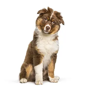 Australian Shepherd dog sitting against white background