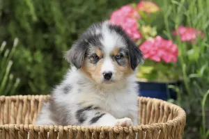 Australian Shepherd domestic dog (Canis lupus familiaris)