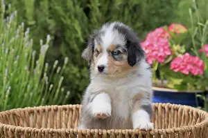 Australian Shepherd domestic dog (Canis lupus familiaris)