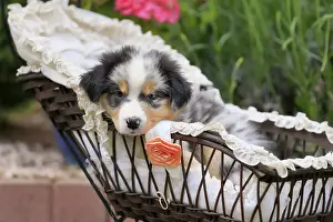 Australian Shepherd domestic dog (Canis lupus familiaris)