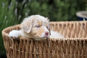 Australian Shepherd domestic dog (Canis lupus familiaris)