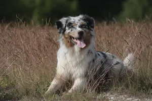 Australian Shepherd in a meadow