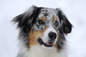 Australian Shepherd, portrait