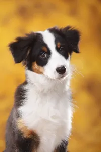Australian Shepherd, puppy, 13 weeks