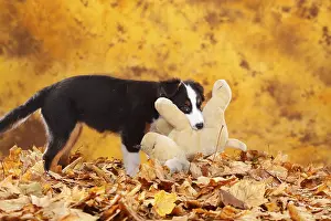 Australian Shepherd, puppy, 13 weeks