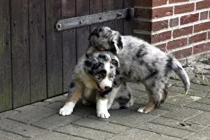 Australian Shepherd puppy