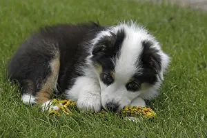 Australian Shepherd puppy