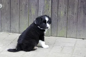 Australian Shepherd puppy