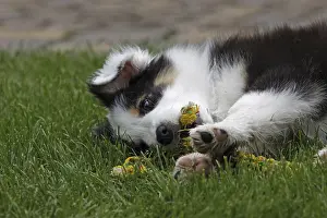Australian Shepherd puppy