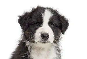 Australian shepherd puppy looking directly at the camera on a white background