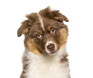 Australian Shepherd puppy portrait against white background