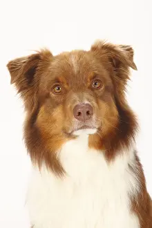 Australian Shepherd, red-tri