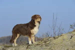 Australian Shepherd, red tri, standing on a rock