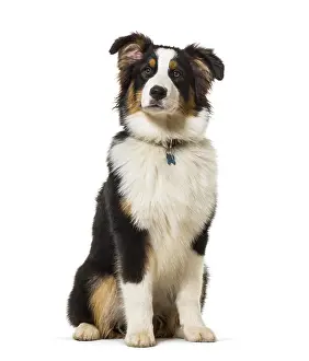 Australian shepherd sitting against white background