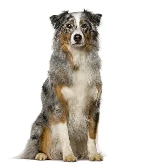 Australian Shepherd sitting in front of a white background