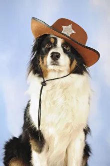 Australian Shepherd, tricolor, bitch with sheriff's hat