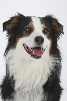 Australian Shepherd, tricoloured