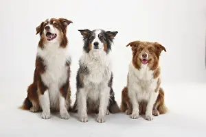 Australian Shepherds and Border Collie