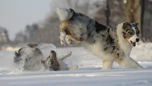 Australian Shepherds romping in the snow