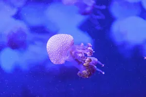 Australian spotted jelly, Phyllorhiza punctata