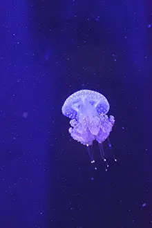 Australian spotted jelly, Phyllorhiza punctata