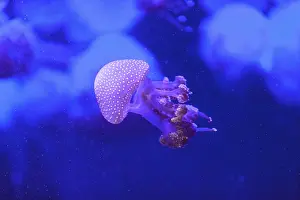 Australian spotted jelly, Phyllorhiza punctata