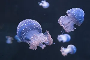 Australian spotted jellyfish (Phyllorhiza punctata)