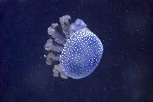 Australian spotted jellyfish (Phyllorhiza punctata)