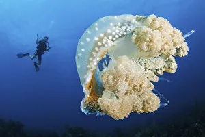 Australian spotted jellyfish (Phyllorhiza punctata) and diver