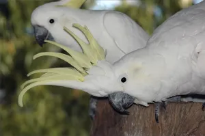 Australian sulphur-crested cockatoos