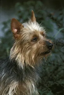 Australian Terrier, Portrait of Dog