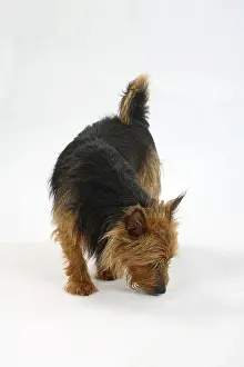 Australian Terrier sniffing the ground