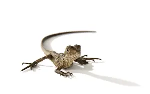 Australian Water Dragon (Physignathus lesueurii)