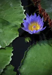 Australian Water-lily (Nymphaea gigantea)
