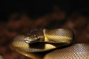 Australian water python (Liasis fuscus)