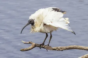 Australian White Ibis and nesting grounds at Coolart Wetlands