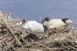 Australian White Ibis and nesting grounds at Coolart Wetlands