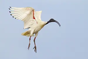 Australian White Ibis (Threskiornis molucca) flying