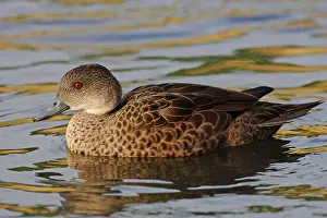 Australian White-throated Duck