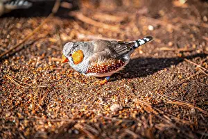 Australian zebra finch (Taeniopygia castanotis) in its natural environment in sunshine