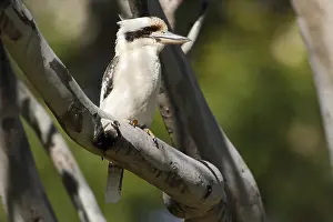 One of Australia's most striking birds with a distinctive song<br> One of Australia's most striking birds with a