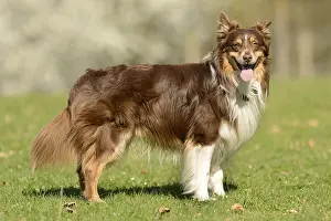 Australischer Hirte