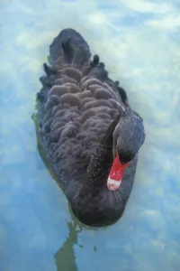 Australischer schwarzer Schwan (Cygnus atratus) futtern auf Teich<br> Australischer schwarzer Schwan (Cygnus atratus)