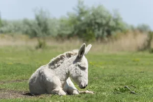 Austria-Hungarian white donkey or Baroque Donkey (Equus asinus asinus) on pasture